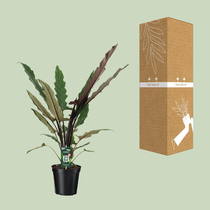 Alocasia Lauterbachiana – Pfeilblatt 19cm Topf, 80cm hoch