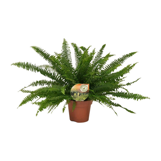 Nephrolepis Green Lady – Pflegeleichter Boston-Farn Ø17 cm
