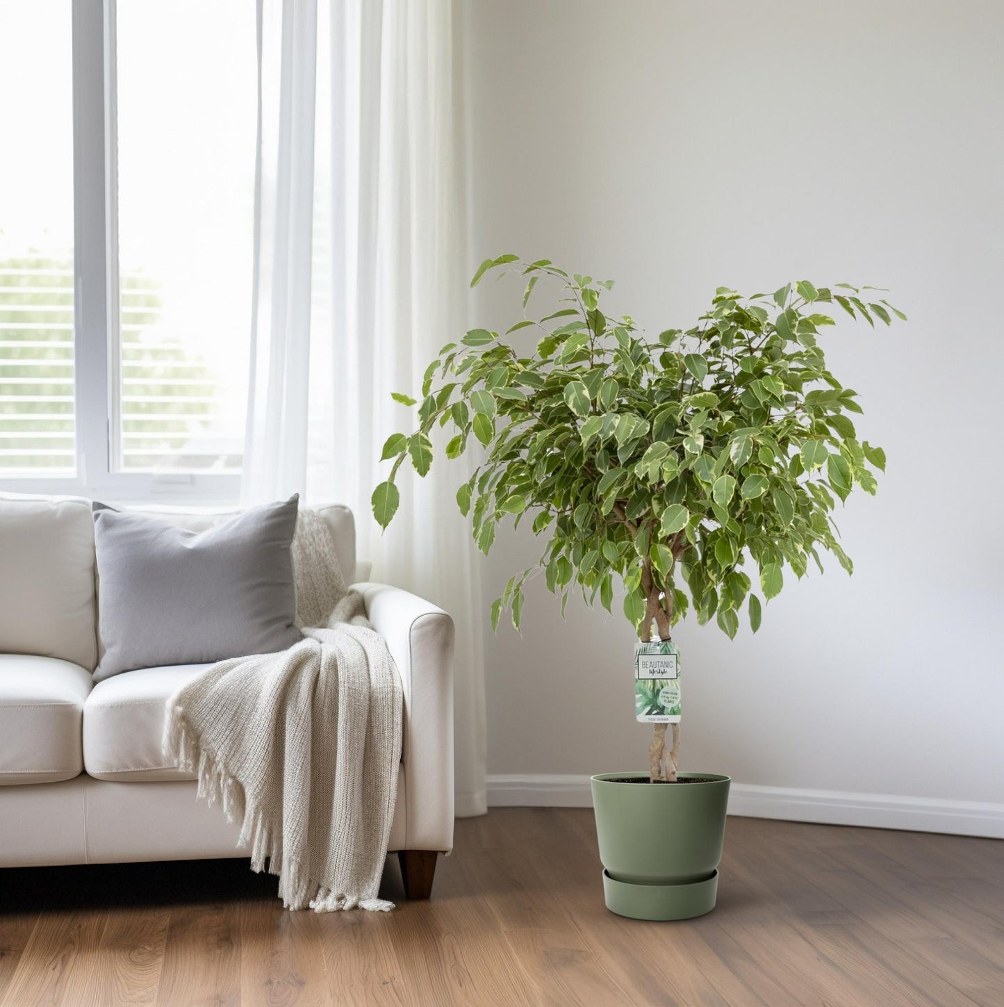 Ficus Safrana 'Golden King' – 100 cm pflegeleichte Zimmerpflanze