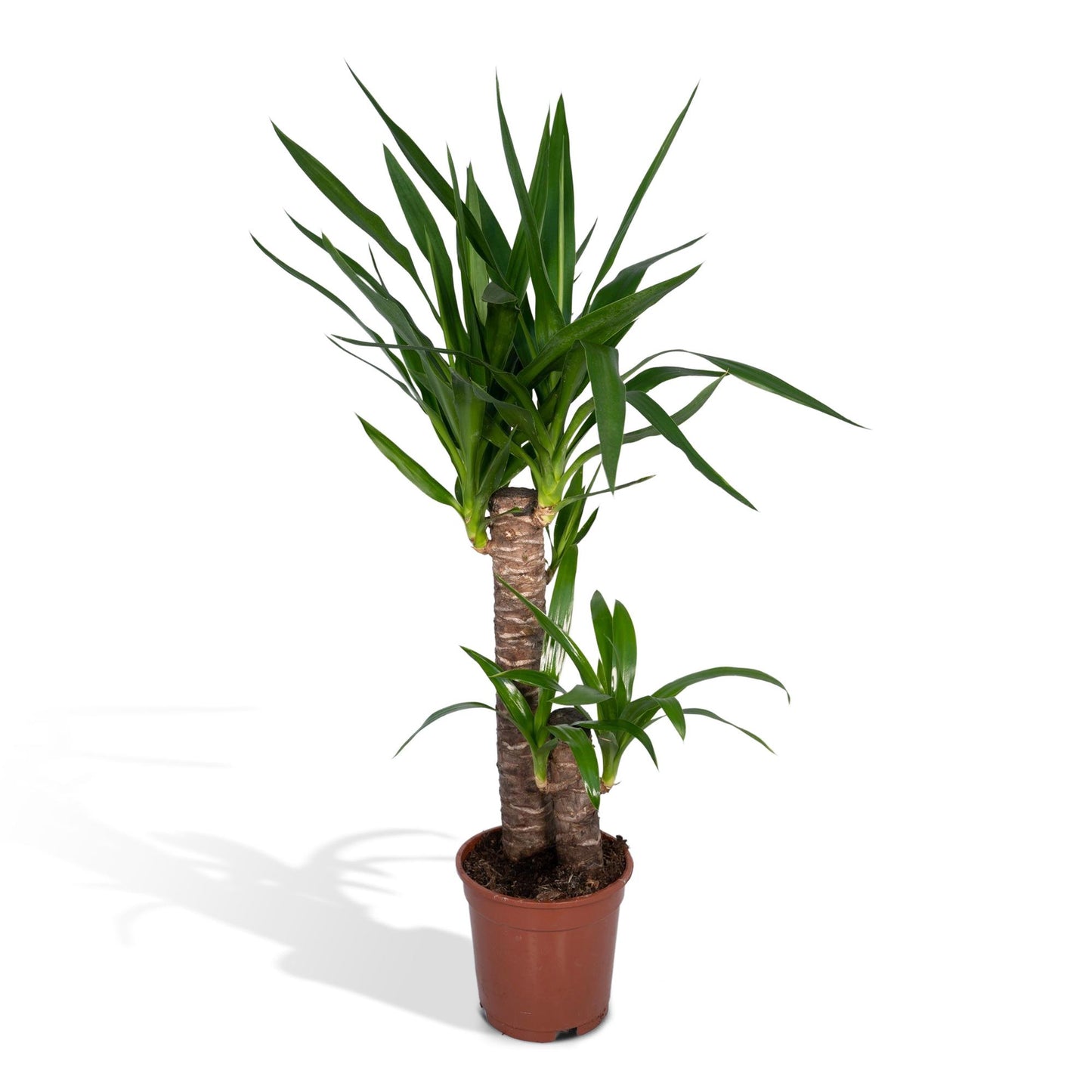 Yucca Elephantipes – Pflegeleichte Zimmerpflanze Ø17cm