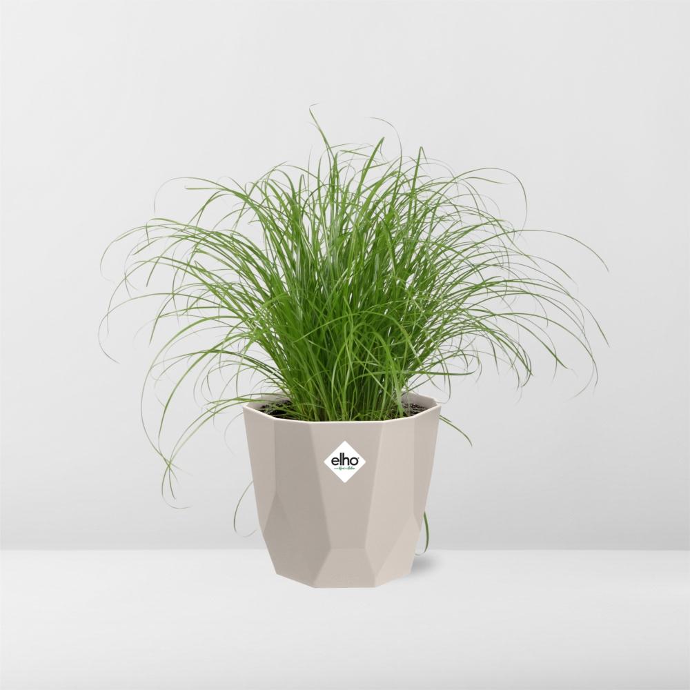 Cyperus alternifolius Schirmgras in ELHO b.for rock 14 cm warm grey