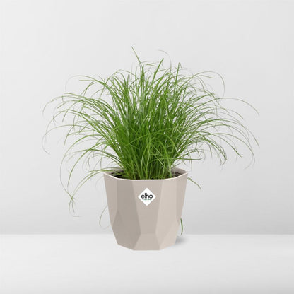 Cyperus alternifolius Schirmgras in ELHO b.for rock 14 cm warm grey