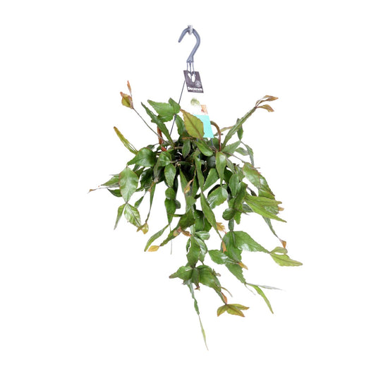 Rhipsalis Elliptica – Pflegeleichte Hängepflanze Ø17 cm