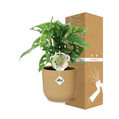 Monstera ‘Monkey Leaf’ in ELHO Vibes Fold 14cm Gelb