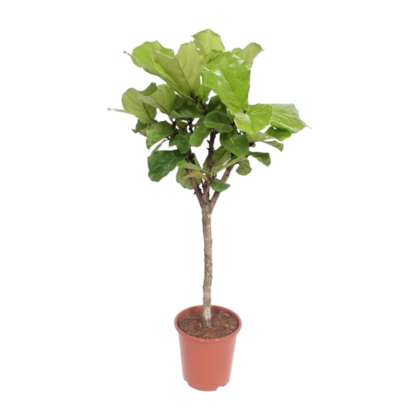Ficus Lyrata (Geigenfeige) – Ø27cm, ca. 120cm hoch
