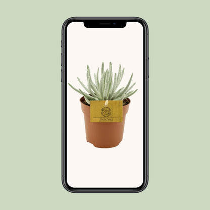 Senecio Scaposus – Silberkopf Sukkulente Ø10,5 cm
