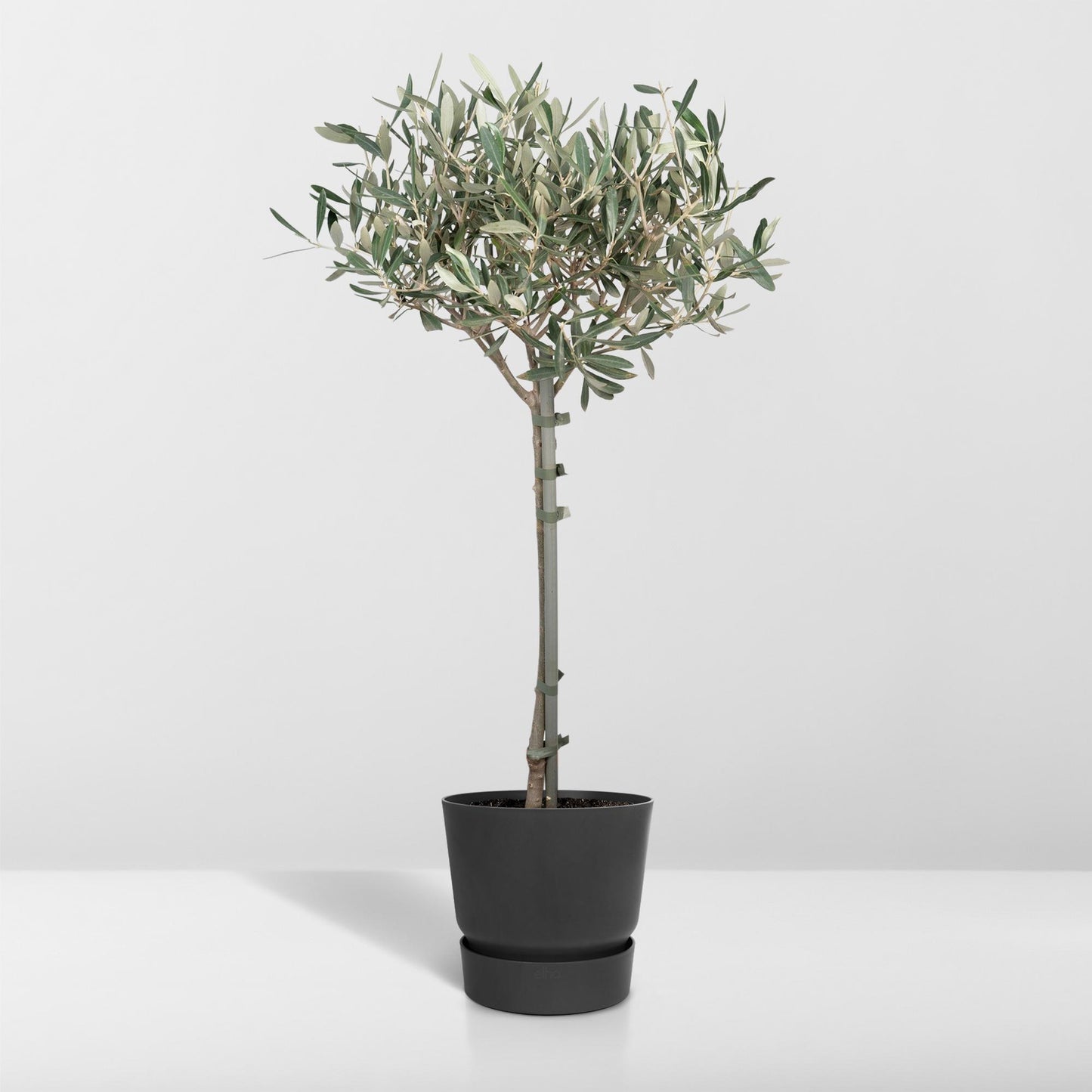 Olea Europaea – Mediterraner Olivenbaum Ø19cm, 90cm hoch