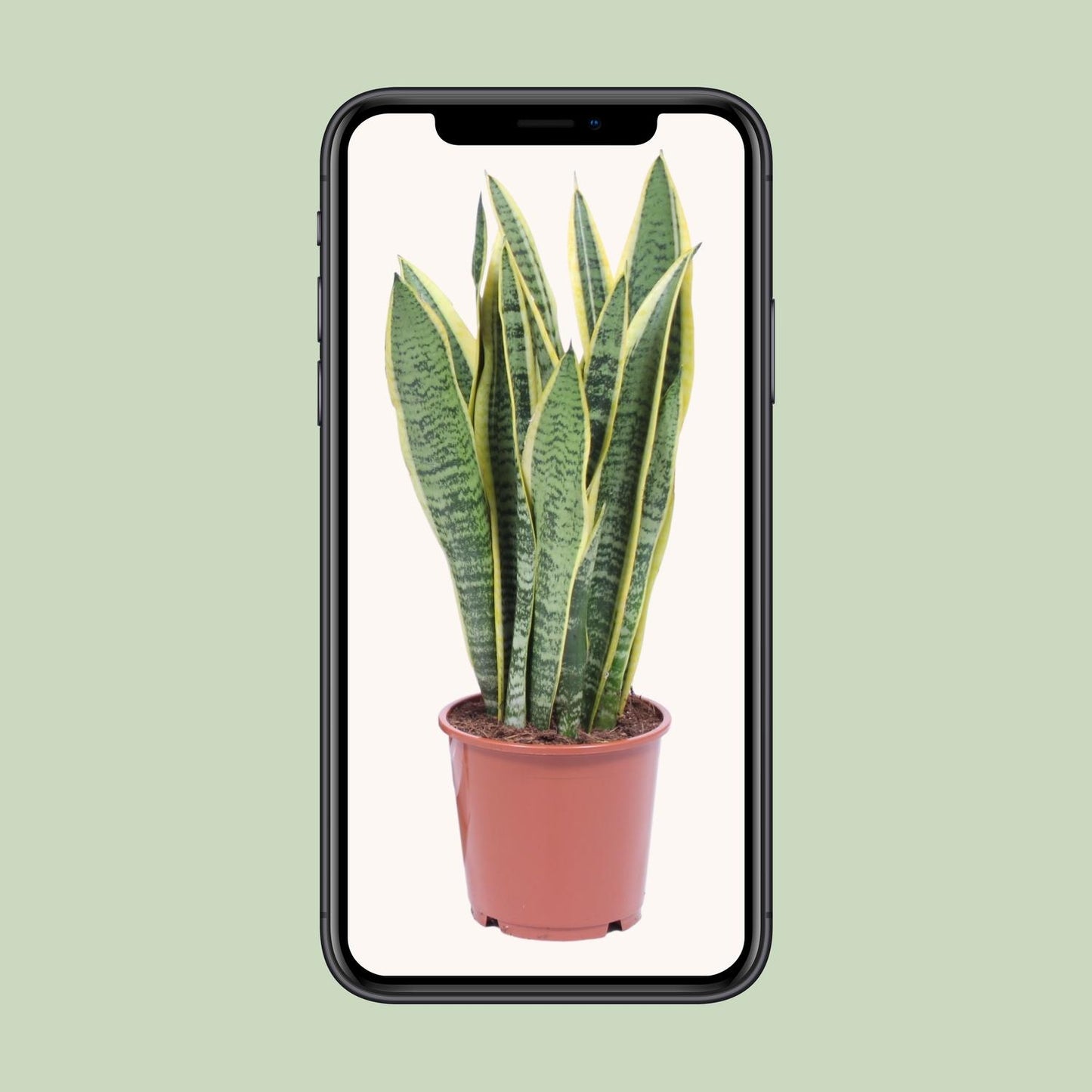 Sansevieria Trifasciata Laurentii – Pflegeleichte Schwiegermutterzunge Ø14cm