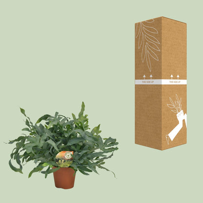 Phlebodium Blue Star – Luftreinigende Zimmerpflanze Ø17cm