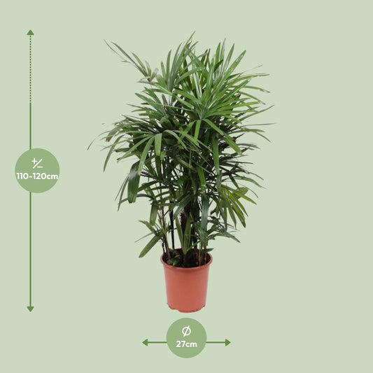 Rhapis Excelsa – Pflegeleichte Steckenpalme Ø27cm, 120cm hoch