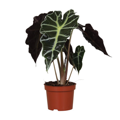 Alocasia Amazonica Polly – Elegante Zimmerpflanze Ø12cm, 30cm hoch