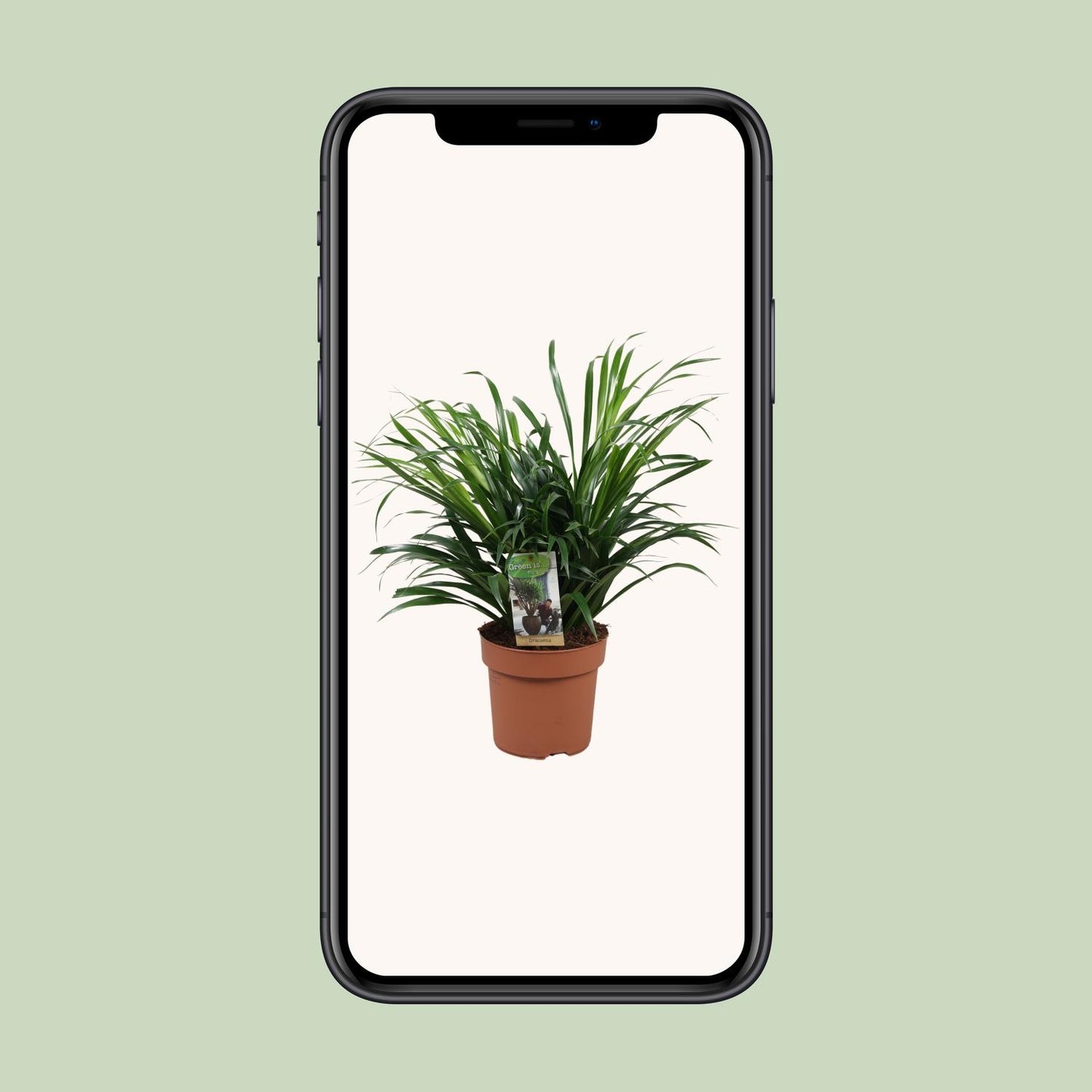 Dracaena Anita – Pflegeleichte Zimmerpflanze Ø17 cm
