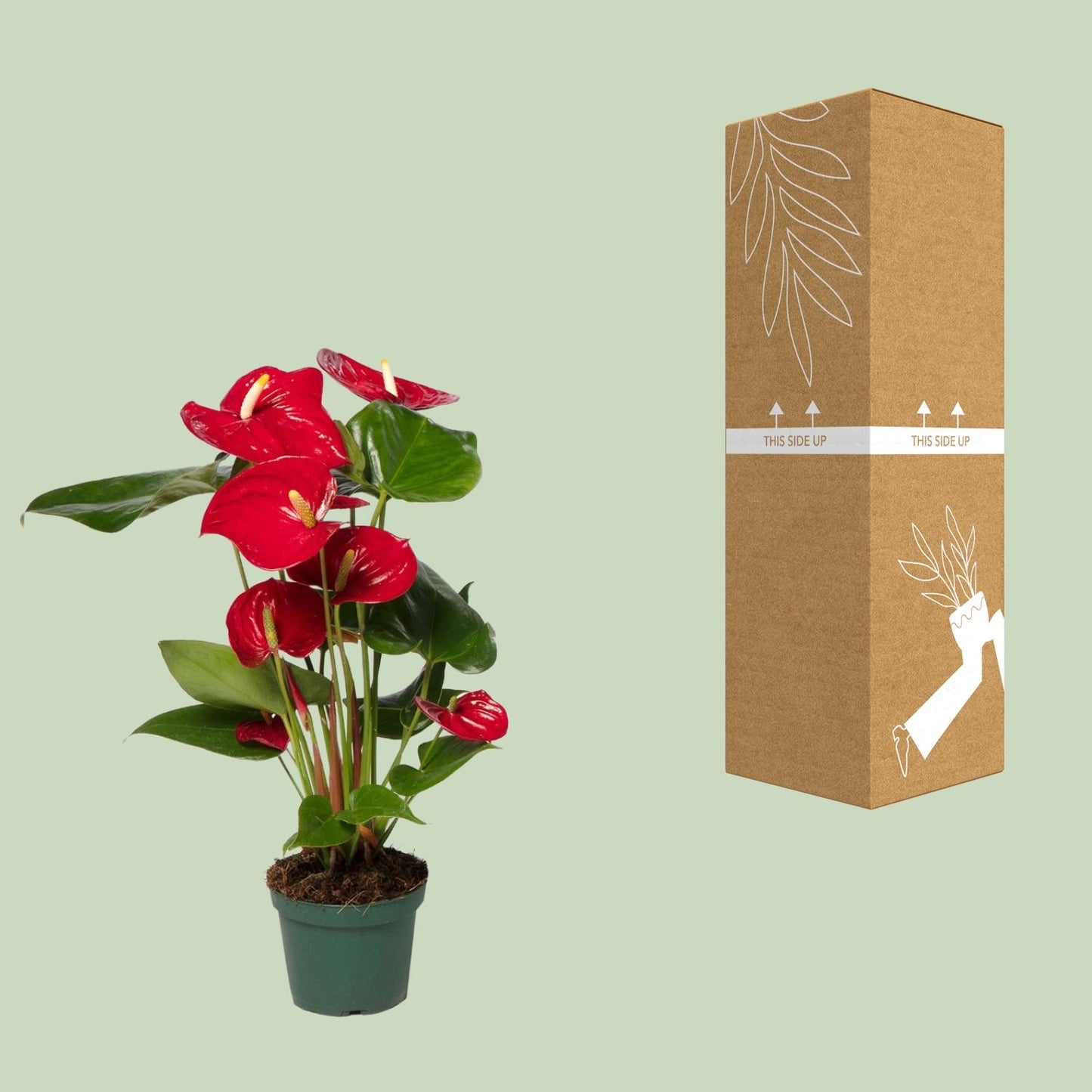 Anthurium Red – Pflegeleichte Flamingoblume Ø17cm