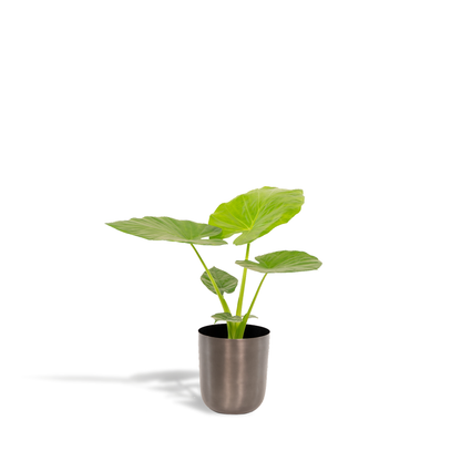 Alocasia Macrorrhiza Elefantenohr Ø19cm, 70cm hoch, Topf Mayk Lead