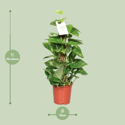 Epipremnum Pinnatum Mosstok – Goldene Efeutute 60 cm