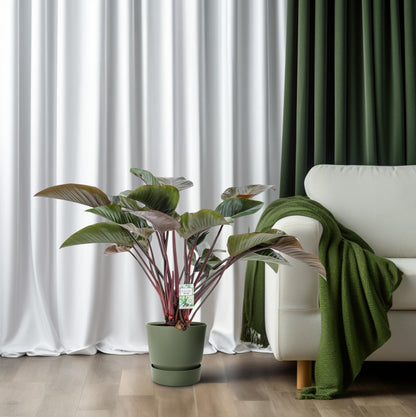 Philodendron Red Beauty – Pflegeleichte Zimmerpflanze Ø30cm
