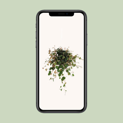 Peperomia Pepperspot – Pflegeleichte Zimmerpflanze Ø11cm