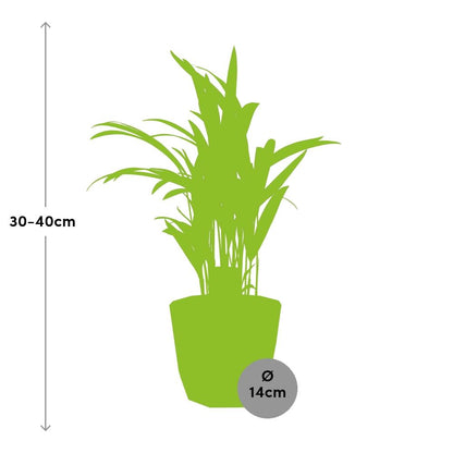 Dypsis Lutescens (Bambuspalme) 12cm in ELHO b.for rock Topf