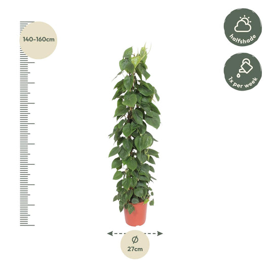 Philodendron Scandens Gaasrek – 150 cm, Ø 27 cm, pflegeleicht