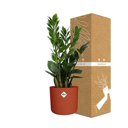 Zamioculcas – Pflegeleichte Zimmerpflanze 45-50 cm im ELHO Topf