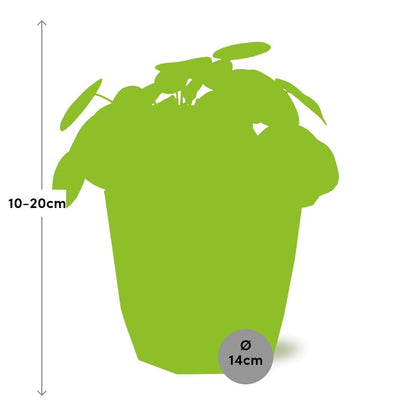 Pilea Peperomioides 12cm im ELHO b.for rock 14 cm warm grey