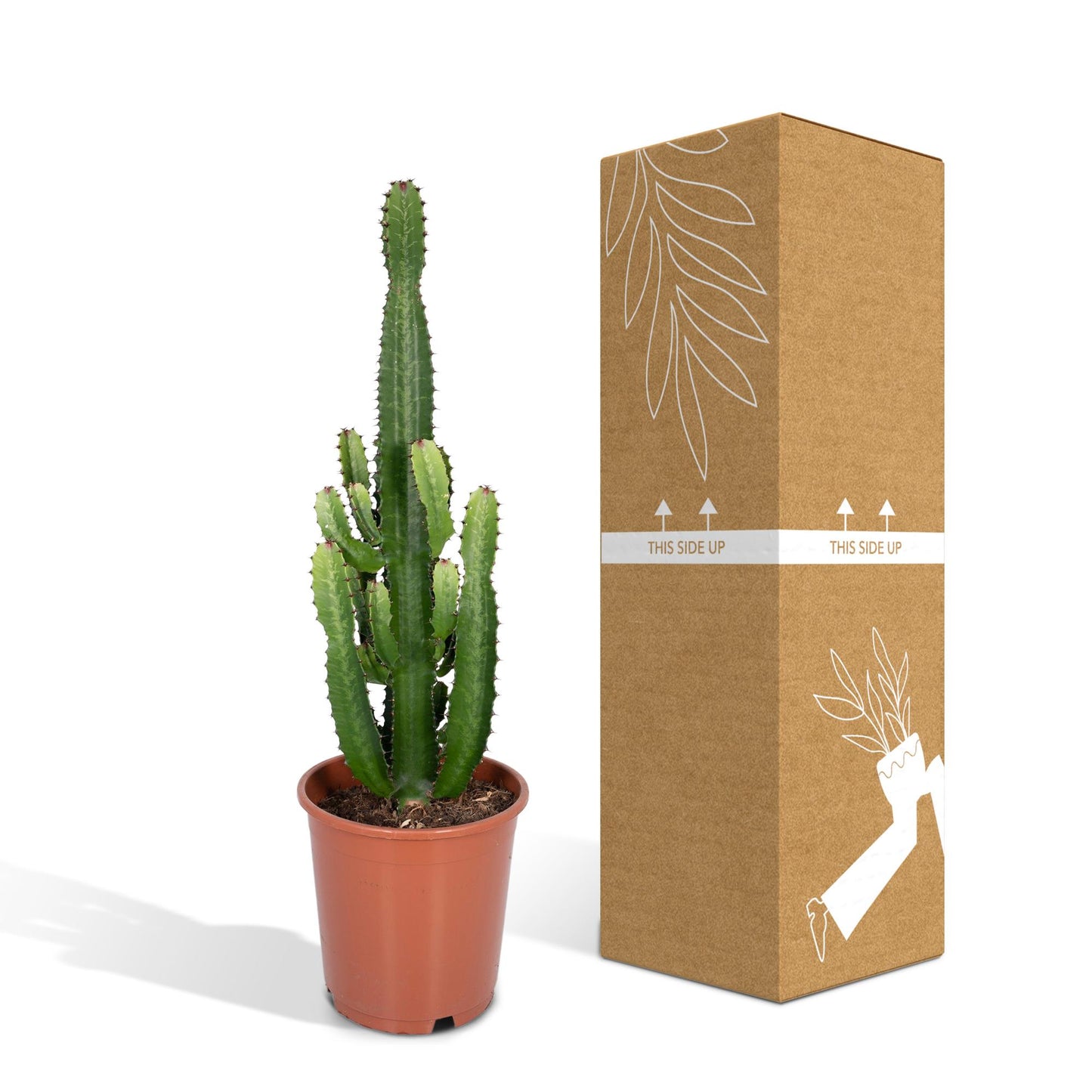 Euphorbia Acrurensis – Robuste Exotische Sukkulente Ø24cm