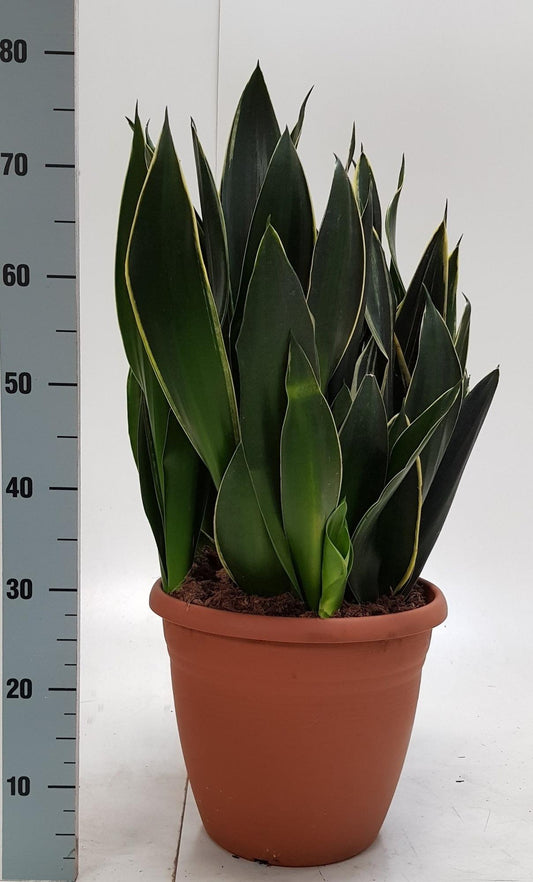 Sanseveria Trifasciata – Pflegeleichte Trendpflanze 31 cm