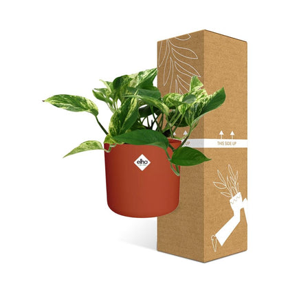 Scindapsus Marble Queen – Pflegeleichte Zimmerpflanze 14cm