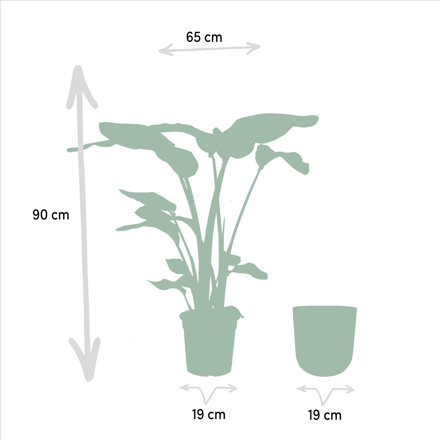 Strelitzia Nicolai Ø19cm – 90cm mit Mayk Gold Topf