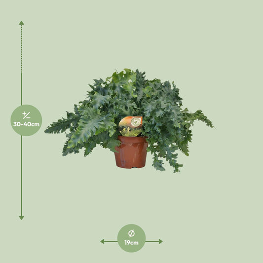 Phlebodium Davana – Goldener Dornfarn Ø19 cm