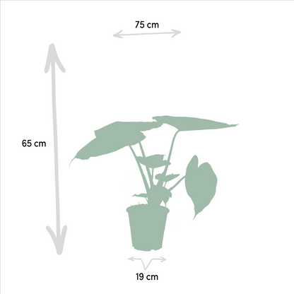 Alocasia Wentii & Portodora – Tropisches Zimmerpflanzen-Set Ø19-21cm