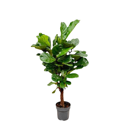 Ficus Lyrata – Geigenfeige 140-160 cm, pflegeleicht