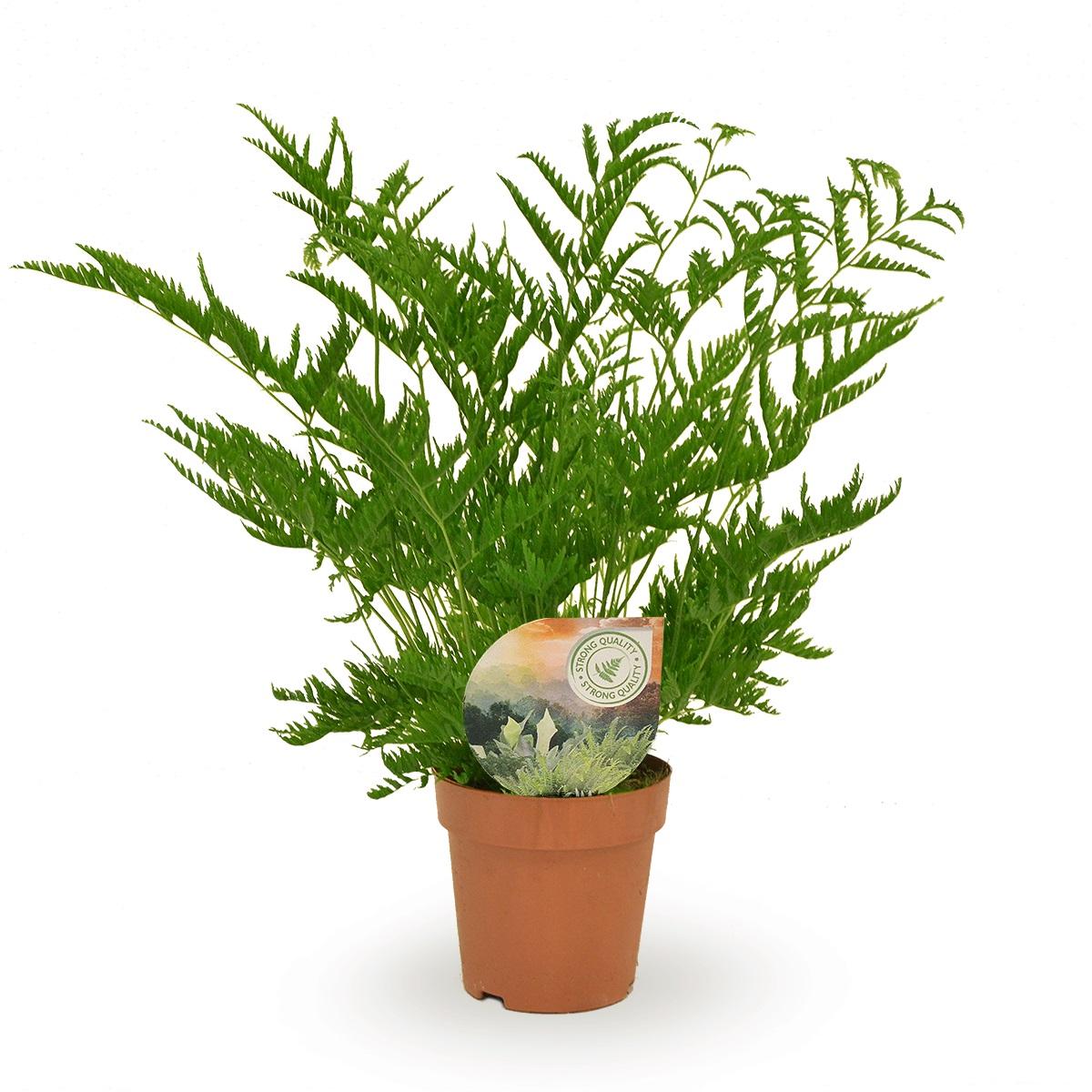 Pteris Straminea – Pflegeleichte Luftreinigende Zimmerpflanze Ø12cm