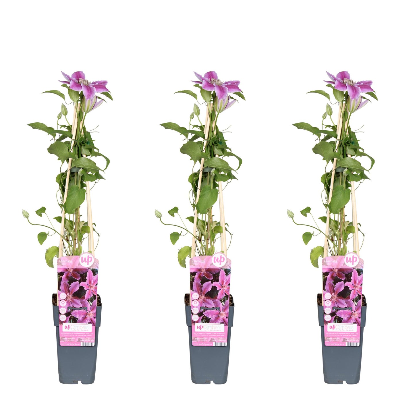 3x Clematis Tudor – Rosa Kletterpflanze, Ø15cm, 65cm hoch