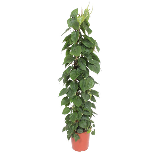 Philodendron Scandens Gaasrek – 150 cm, Ø 27 cm, pflegeleicht