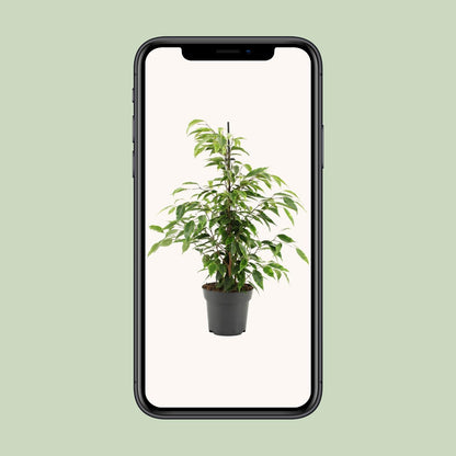 Ficus Benjamina Anastasia – Pflegeleichte Zimmerpflanze Ø14cm