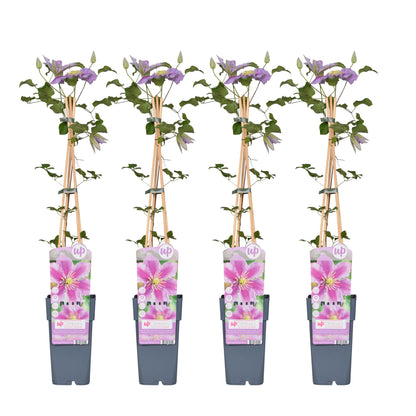 4x Clematis Piilu – Blühende Kletterpflanze Ø15cm