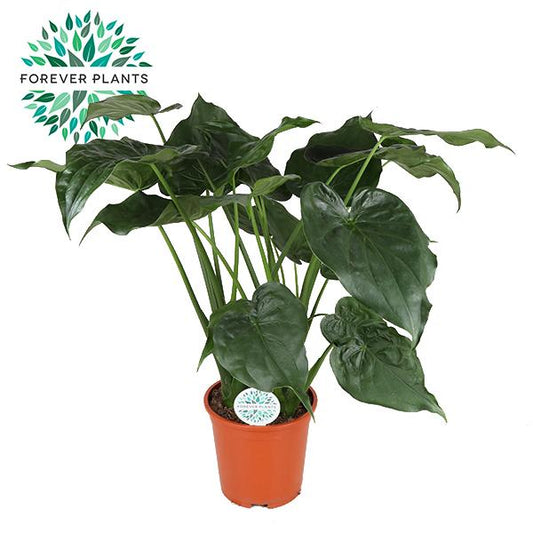 Alocasia Cucullata – Pflegeleichte Zimmerpflanze Ø27cm