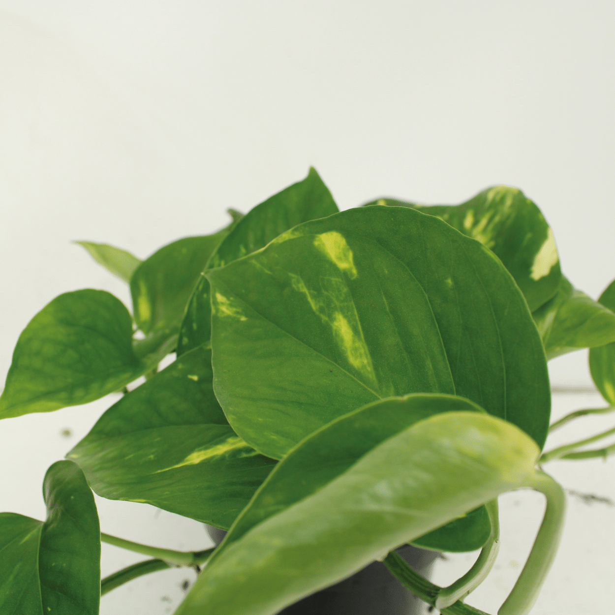 Epipremnum Aureum (Scindapsus) – 4er Set, Ø12cm, ca. 20cm Höhe