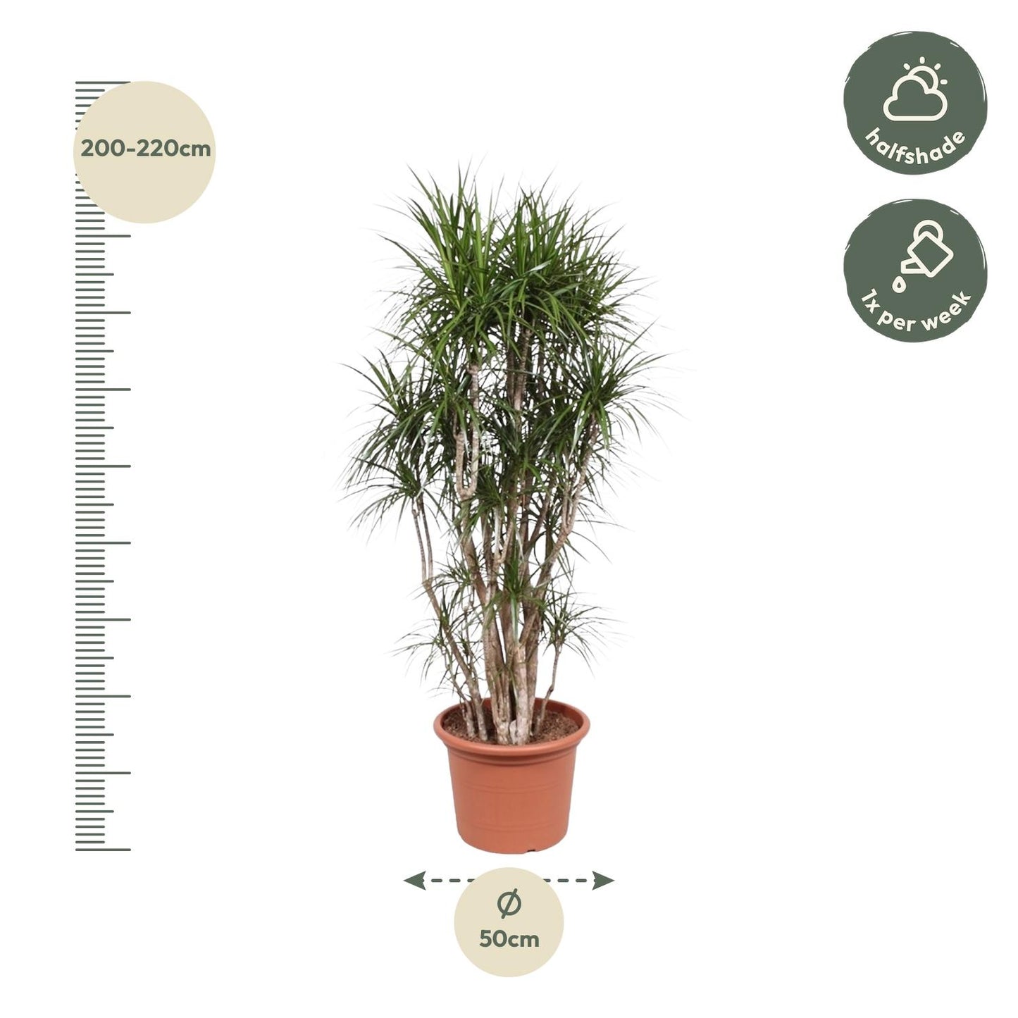 Dracaena Marginata vertakt – 220 cm – pflegeleichte Zimmerpflanze