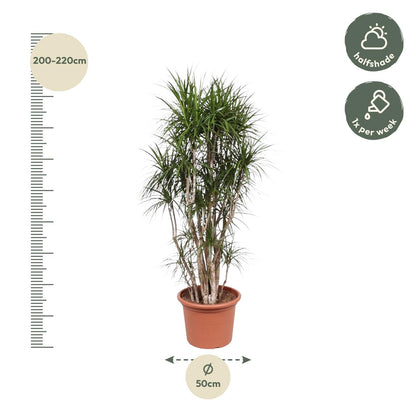 Dracaena Marginata vertakt – 220 cm – pflegeleichte Zimmerpflanze