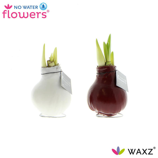 No Water Flowers Waxz Colorz – 2er Set Ø7 cm