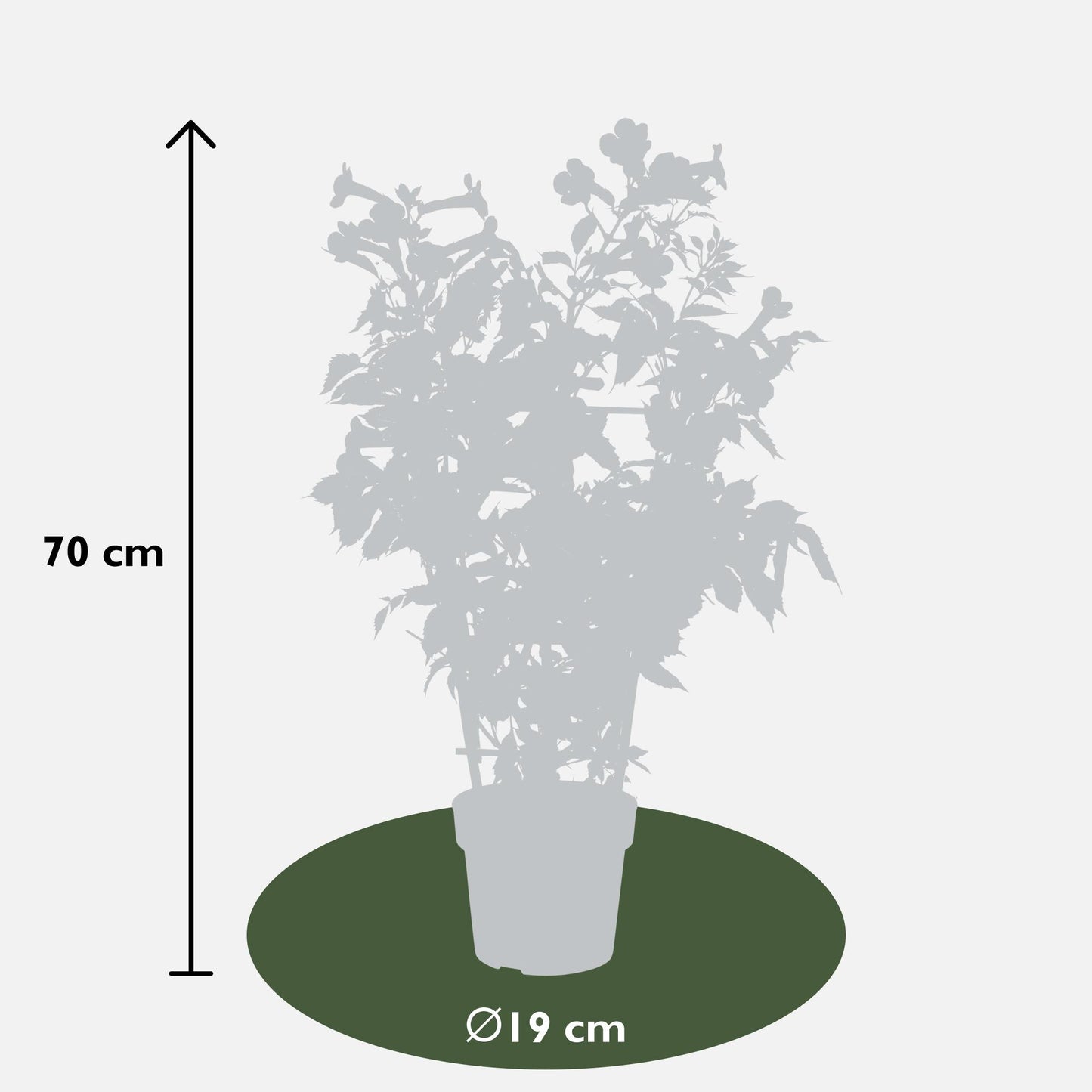 2x Campsis 'Indian Summer' – Robuste Kletterpflanze Ø15cm