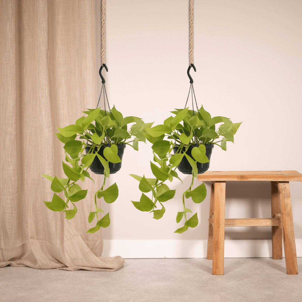 Epipremnum Golden Pothos (Scindapsus) – 2er-Set Ø15cm