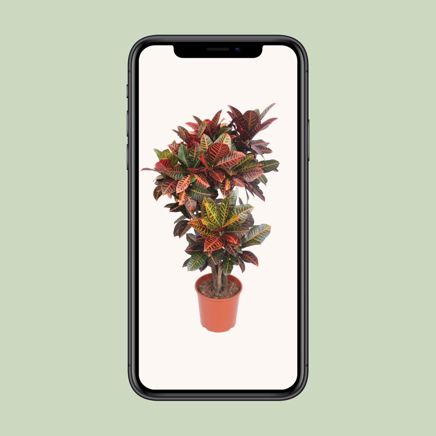 Codiaeum Petra (Croton Petra) – Farbintensive Zimmerpflanze Ø30cm