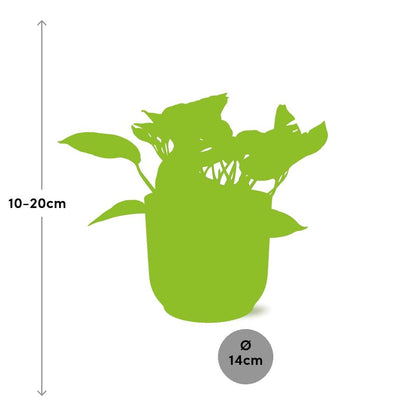 Scindapsus Marble Queen in ELHO Vibes Fold 14cm gelb