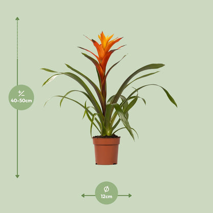 Guzmania Variada – Exotische, pflegeleichte Zimmerpflanze Ø12 cm
