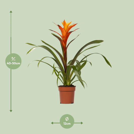 Guzmania Variada – Exotische, pflegeleichte Zimmerpflanze Ø12 cm