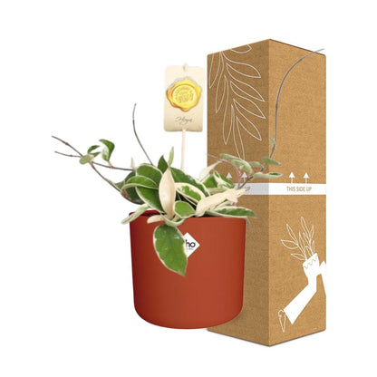 Hoya Carn. 'Krimson Queen' – Pflegeleichte Wachsblume in ELHO Topf