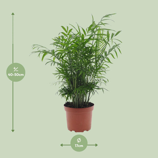 Zwergpalme Chamaedorea – Pflegeleichte Zimmerpflanze Ø17cm